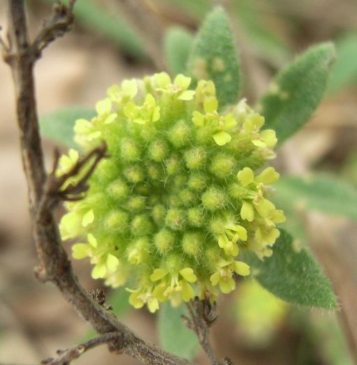 Alyssum alyssoides / Alisso annuo